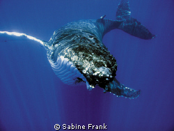 Humpback calf gliding by Sabine Frank 